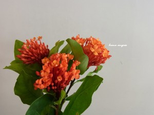 hanaangres flower