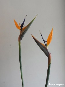 hana angers flower