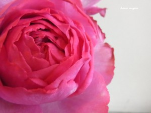 hana angerｓ　flower
