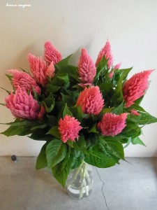hana　angers flower