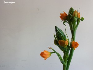 hana angers flower