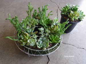 寄せ植え☆